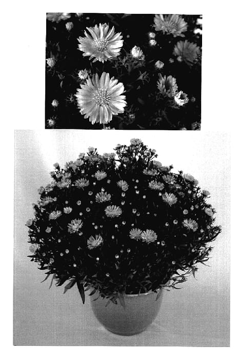 Figure 1 of US plant patent PP18741, the photograph of Yotwist printed in the patent.