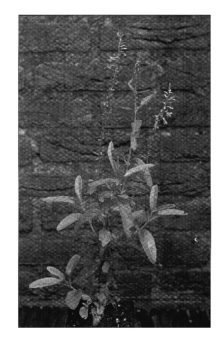 Figure 1 of US plant patent PP18743, the photograph of Pink Eveline printed in the patent.