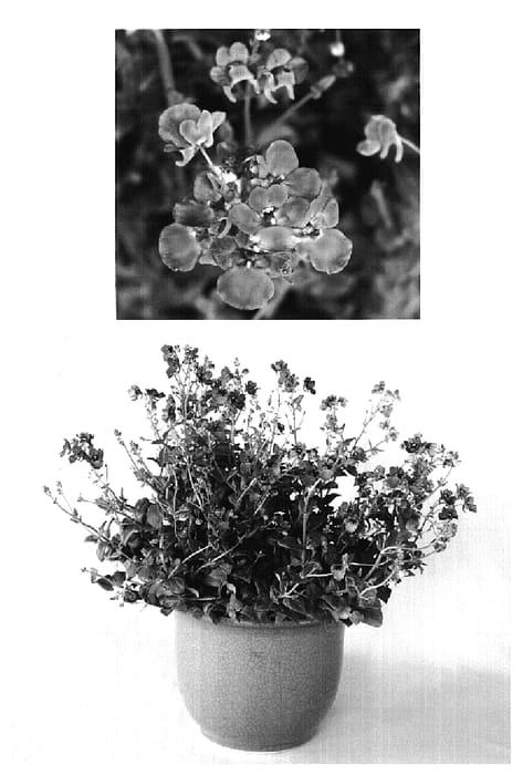 Figure 1 of US plant patent PP18744, the photograph of CODI101 printed in the patent.