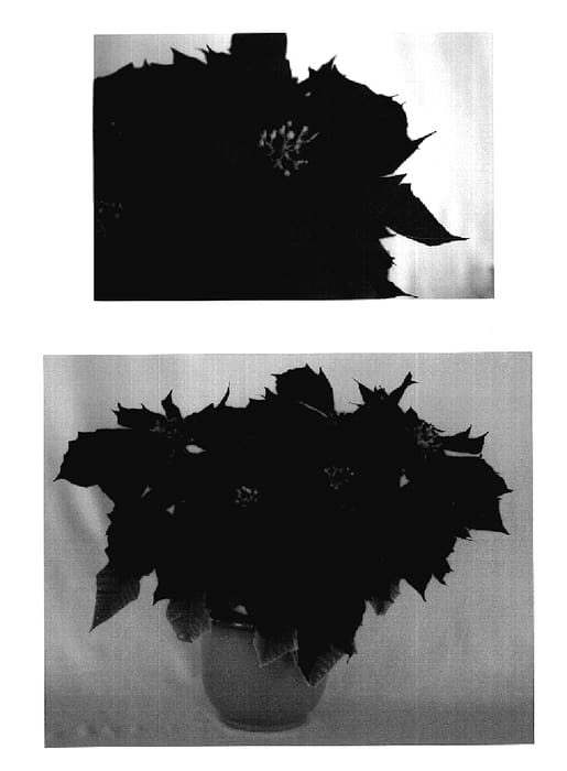 Figure 1 of US plant patent PP18745, the photograph of PER6502 printed in the patent.