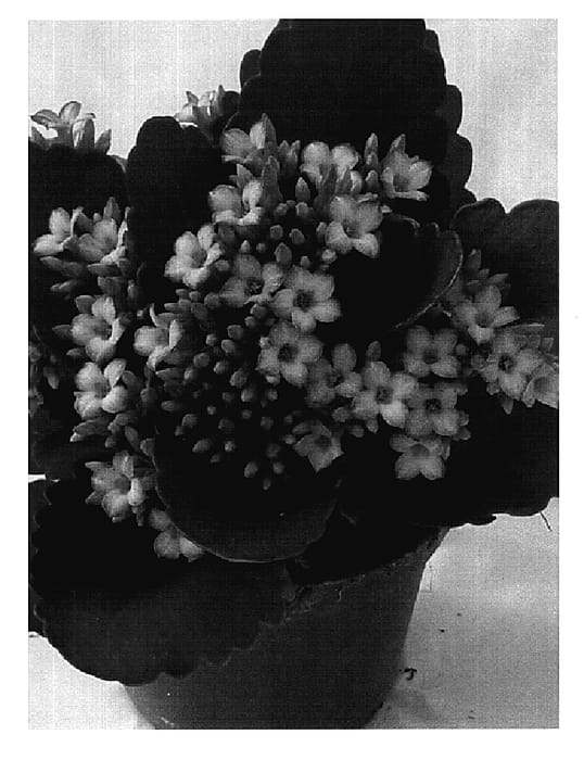 Figure 1 of US plant patent PP18746, the photograph of Figraciosa printed in the patent.
