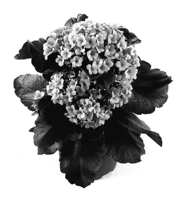 Figure 1 of US plant patent PP18747, the photograph of Taos printed in the patent.