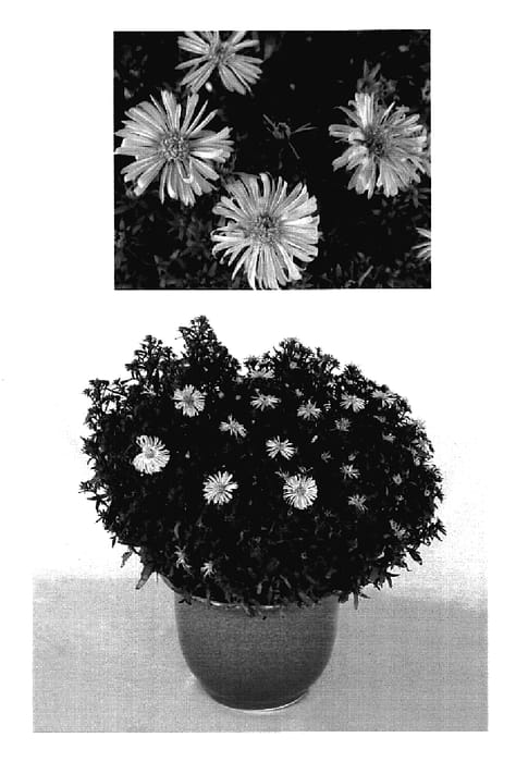 Figure 1 of US plant patent PP18748, the photograph of Yosloopy printed in the patent.