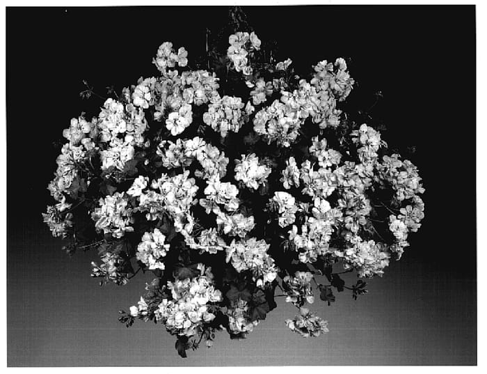 Figure 1 of US plant patent PP18749, the photograph of Fisprit printed in the patent.