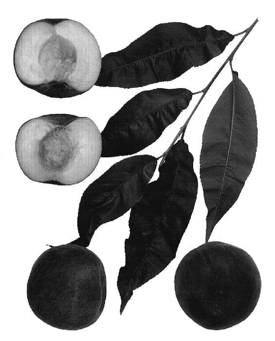 Figure 1 of US plant patent PP18750, the photograph of SNOW ANGEL printed in the patent.