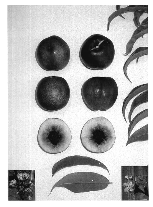 Figure 1 of US plant patent PP18751, the photograph of AUTUMN BRIGHT printed in the patent.