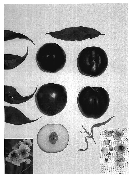 Figure 1 of US plant patent PP18752, the photograph of June Sweet printed in the patent.