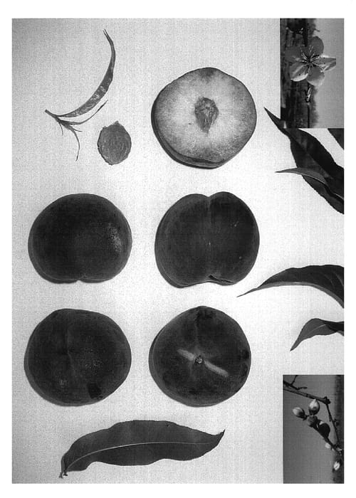 Figure 1 of US plant patent PP18753, the photograph of SUGARPEACH III printed in the patent.