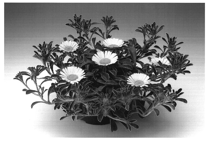 Figure 1 of US plant patent PP18754, the photograph of Asmago printed in the patent.