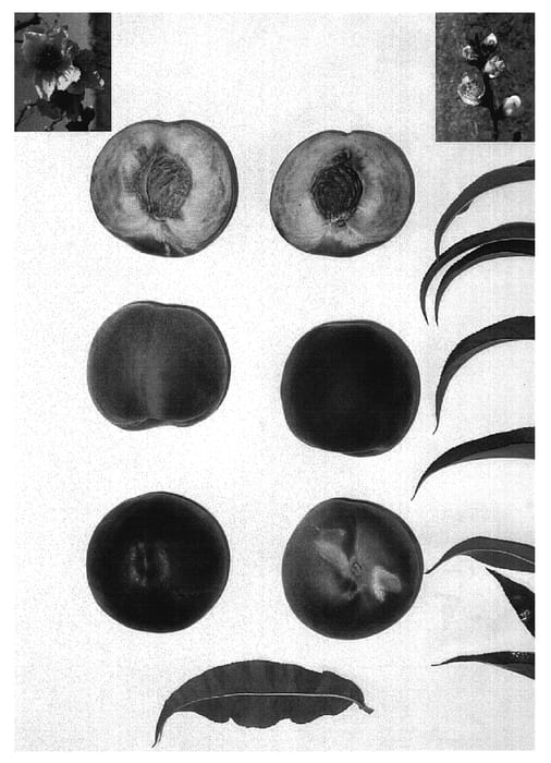 Figure 1 of US plant patent PP18755, the photograph of Western Princess printed in the patent.