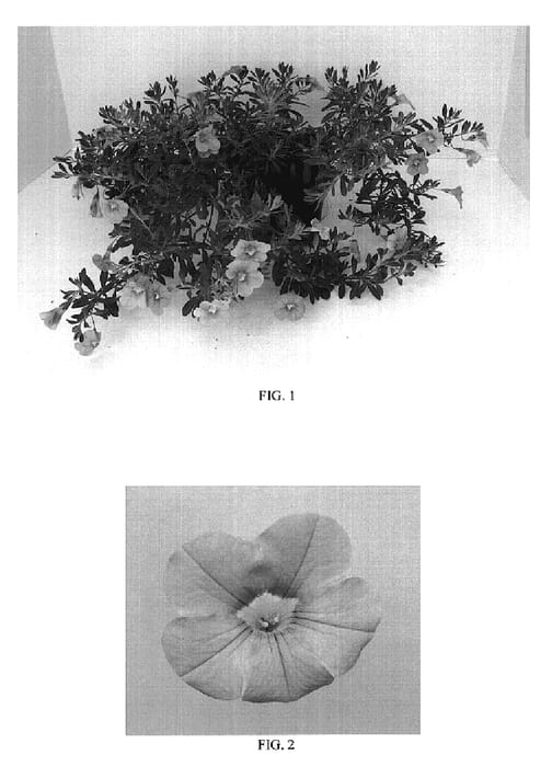 Figure 1 of US plant patent PP18756, the photograph of Balcablitpi printed in the patent.