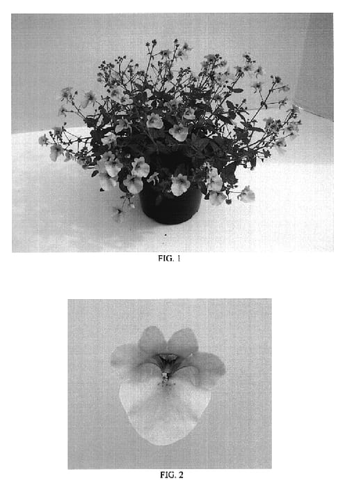 Figure 1 of US plant patent PP18757, the photograph of Balwinlamp printed in the patent.