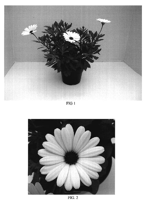 Figure 1 of US plant patent PP18758, the photograph of Balserimwhi printed in the patent.