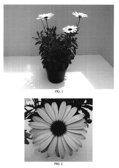 Figure 1 of US plant patent PP18759, the photograph of Balserimlav printed in the patent.