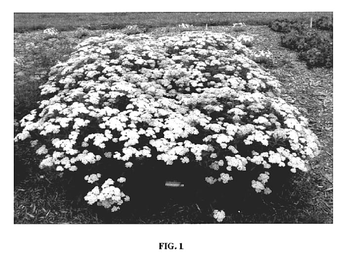 Figure 1 of US plant patent PP18760, the photograph of Wonderful Wampee printed in the patent.
