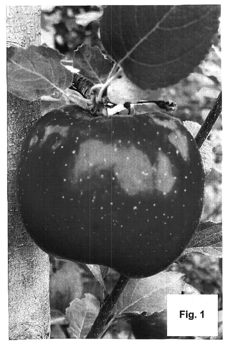 Figure 1 of US plant patent PP18761, the photograph of Fuji Fubrax printed in the patent.