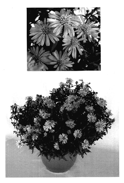 Figure 1 of US plant patent PP18762, the photograph of Yoshout printed in the patent.