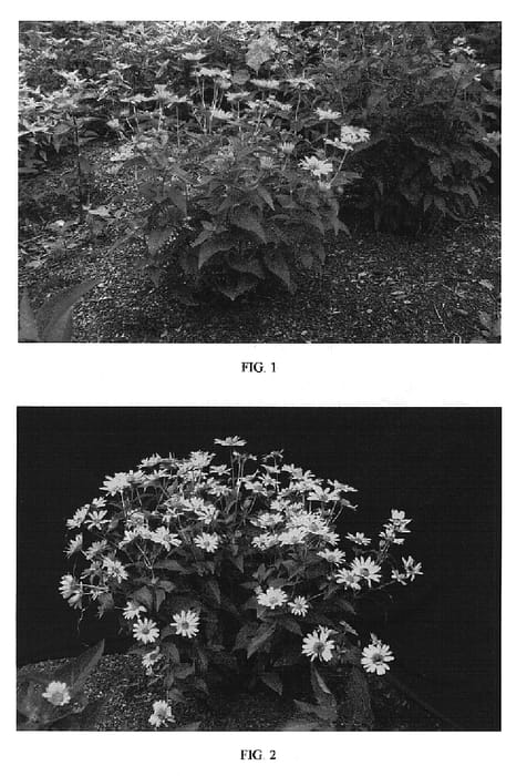 Figure 1 of US plant patent PP18763, the photograph of Tuscan Sun printed in the patent.