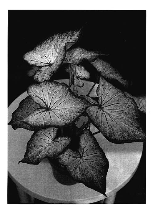 Figure 1 of US plant patent PP18764, the photograph of Mt. Everest printed in the patent.