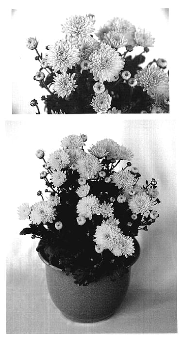 Figure 1 of US plant patent PP18765, the photograph of Sparkling Yocheryl printed in the patent.