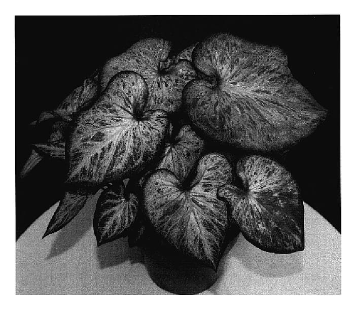 Figure 1 of US plant patent PP18766, the photograph of Candyland printed in the patent.