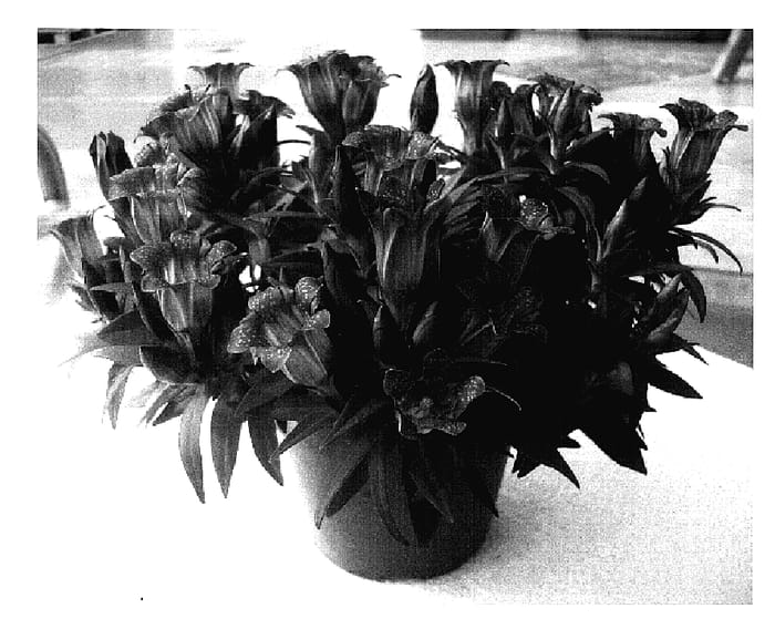 Figure 1 of US plant patent PP18767, the photograph of Alpine Success Blue 05 printed in the patent.