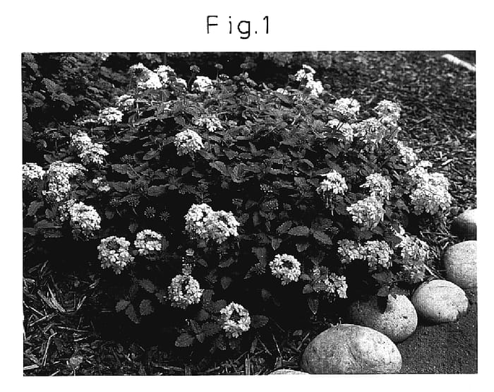Figure 1 of US plant patent PP18769, the photograph of Survivasamo printed in the patent.
