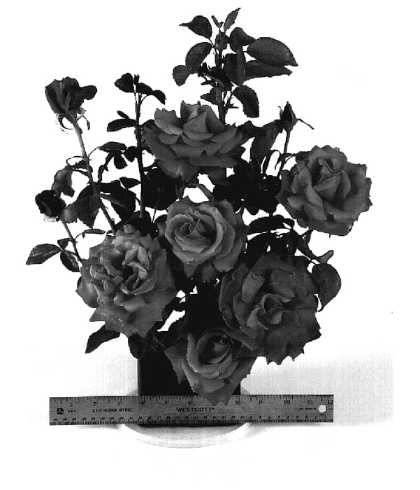 Figure 1 of US plant patent PP18770, the photograph of WEKvoosun printed in the patent.