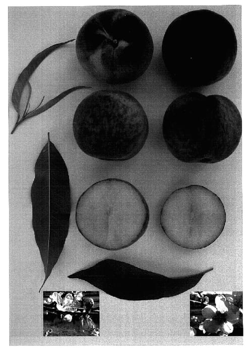 Figure 1 of US plant patent PP18771, the photograph of MAY PRINCESS printed in the patent.