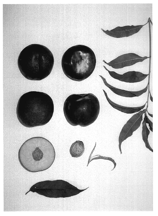 Figure 1 of US plant patent PP18772, the photograph of KAY DIAMOND V printed in the patent.
