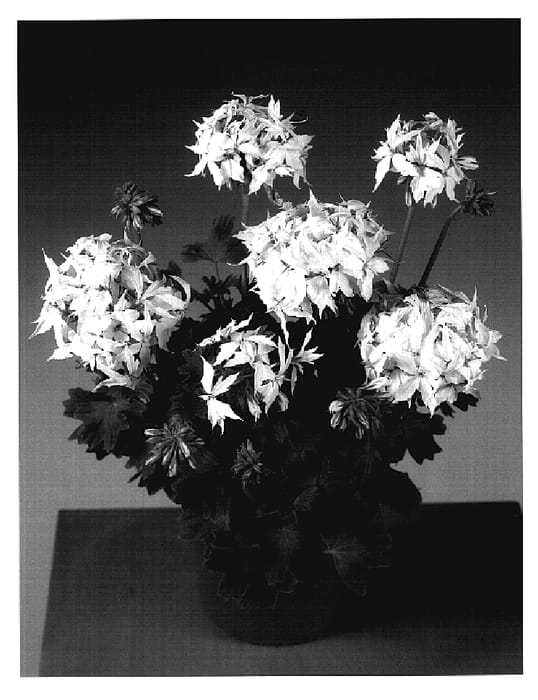 Figure 1 of US plant patent PP18773, the photograph of Grawit printed in the patent.