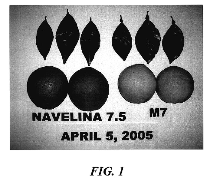 Figure 1 of US plant patent PP18774, the photograph of M7 printed in the patent.