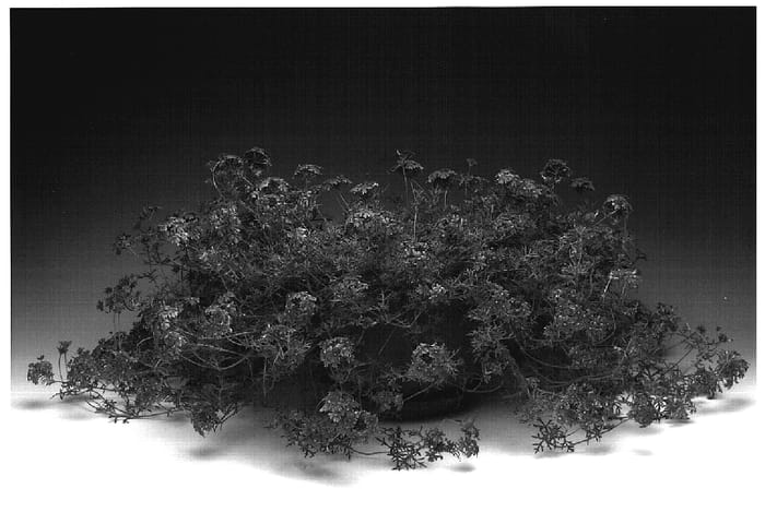 Figure 1 of US plant patent PP18775, the photograph of Iplilena printed in the patent.