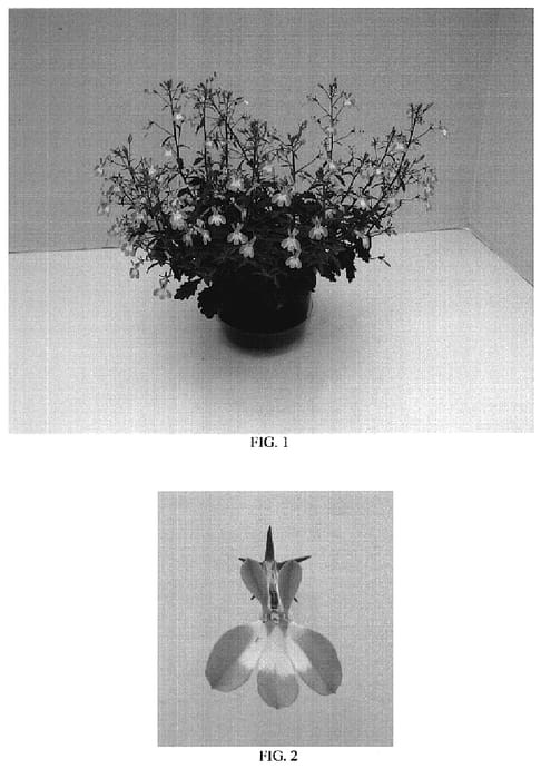 Figure 1 of US plant patent PP18776, the photograph of Balwatazmi printed in the patent.