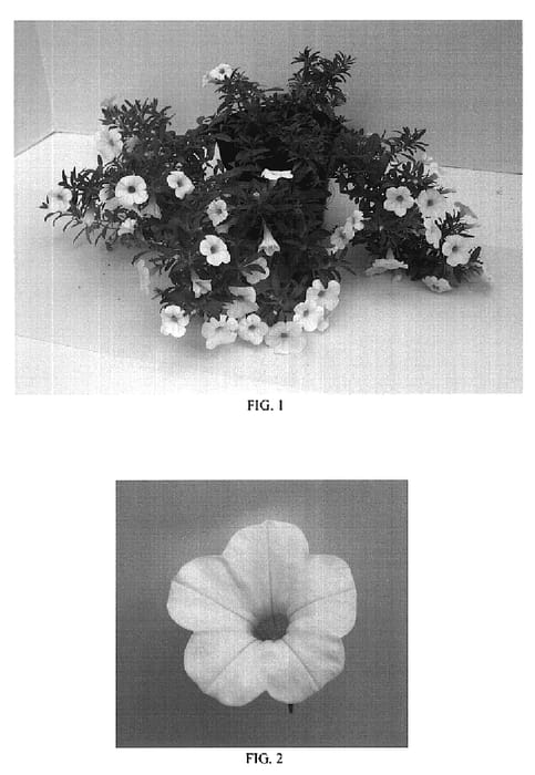 Figure 1 of US plant patent PP18777, the photograph of Balcabwitim printed in the patent.