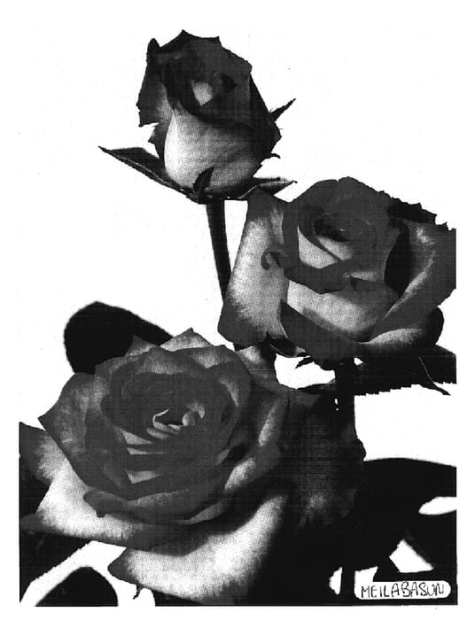 Figure 1 of US plant patent PP18779, the photograph of Meilabasun printed in the patent.