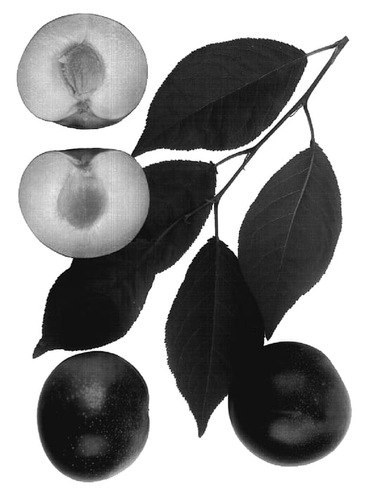 Figure 1 of US plant patent PP18780, the photograph of Interspecific tree printed in the patent.