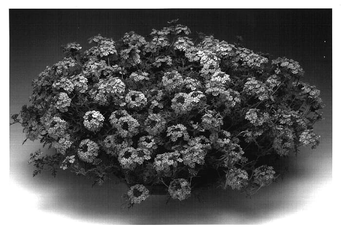 Figure 1 of US plant patent PP18781, the photograph of Ipinena printed in the patent.