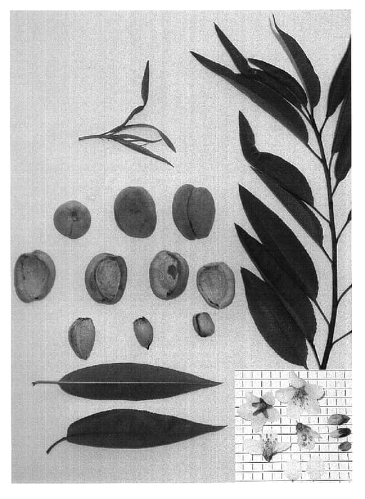 Figure 1 of US plant patent PP18782, the photograph of Arthur V printed in the patent.