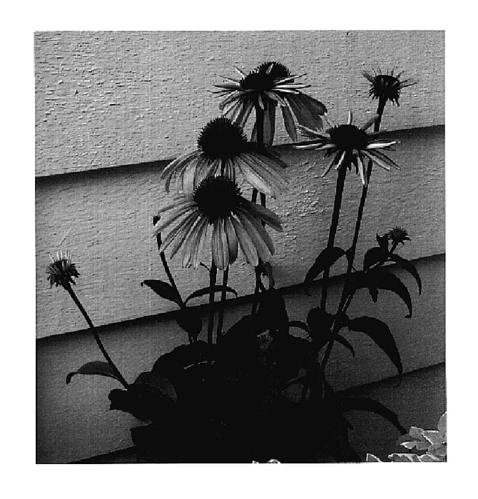 Figure 1 of US plant patent PP18783, the photograph of Katie Saul printed in the patent.