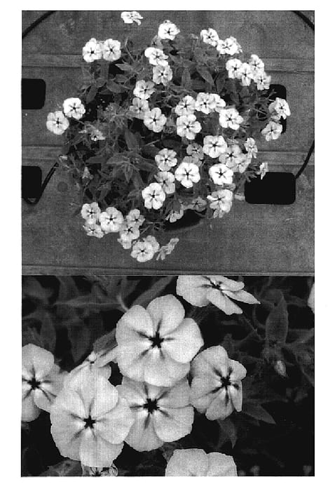 Figure 1 of US plant patent PP18784, the photograph of Sunphlocobu printed in the patent.