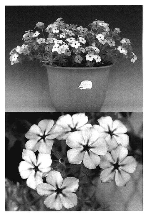 Figure 1 of US plant patent PP18785, the photograph of Sunphlobuho printed in the patent.