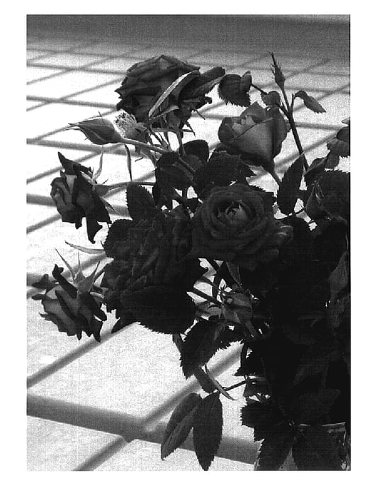 Figure 1 of US plant patent PP18786, the photograph of SAVaras printed in the patent.