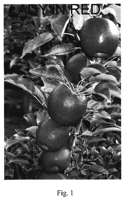 Figure 1 of US plant patent PP18787, the photograph of Lady in Red printed in the patent.