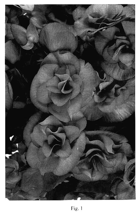 Figure 1 of US plant patent PP18788, the photograph of Solenia Super Soft Pink printed in the patent.