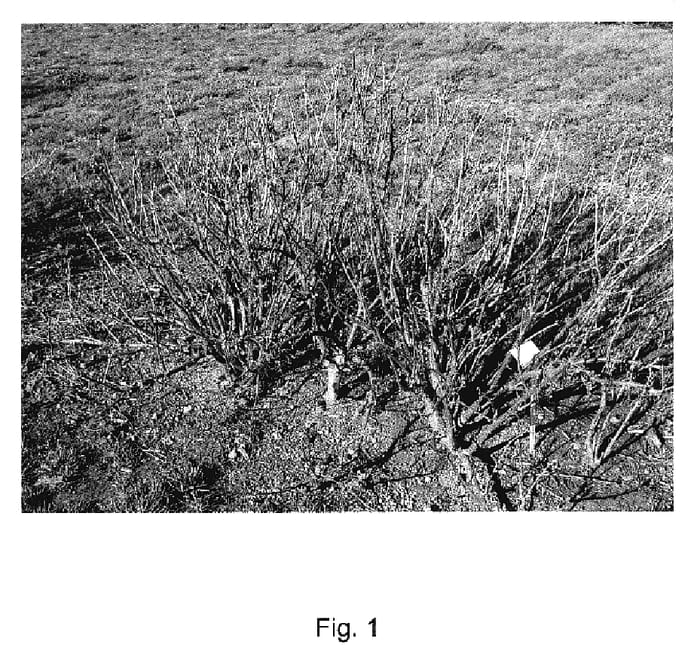 Figure 1 of US plant patent PP18790, the photograph of Blackadder printed in the patent.