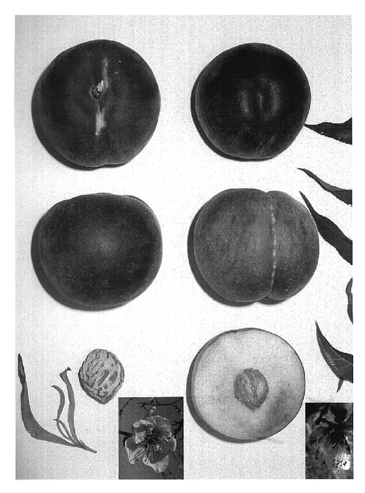 Figure 1 of US plant patent PP18791, the photograph of Rose Princess printed in the patent.