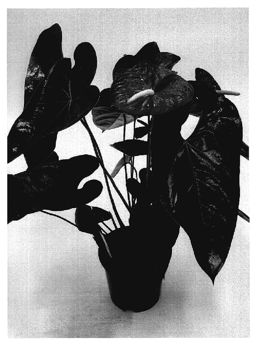 Figure 1 of US plant patent PP18792, the photograph of RIJN200023 printed in the patent.