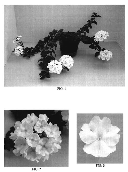 Figure 1 of US plant patent PP18793, the photograph of Balazwhitim printed in the patent.