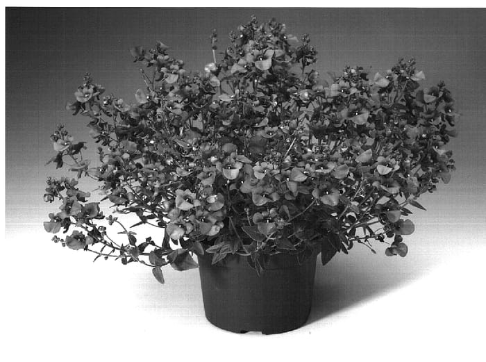 Figure 1 of US plant patent PP18794, the photograph of Divorang printed in the patent.